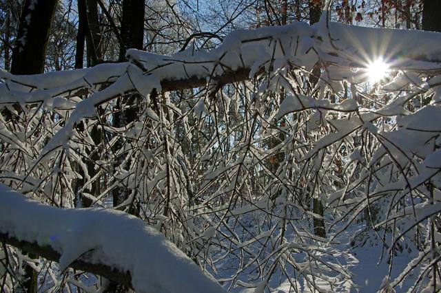 Pfälzer Wald im Winter | Foto: Ilona Schäfer