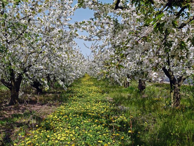 Blühende Landschaft um Freinsheim | Foto: Ilona Schäfer