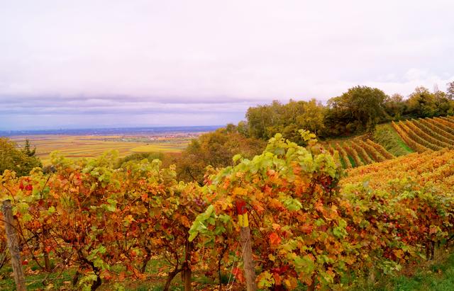 Weinberge Battenberg 22.10.2017