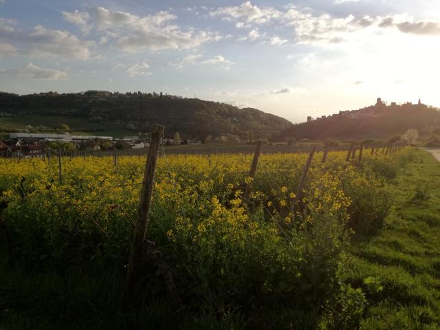 Blick auf die Burg Neuleiningen im Sonnenuntergang vom Wingert Grünstadt aus, 16.4.2018
