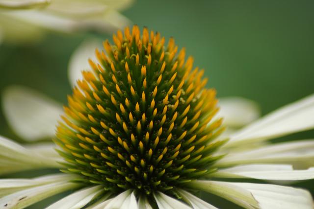 Sonnenhut, Bundesgartenschau Heilbronn 19.8.2019