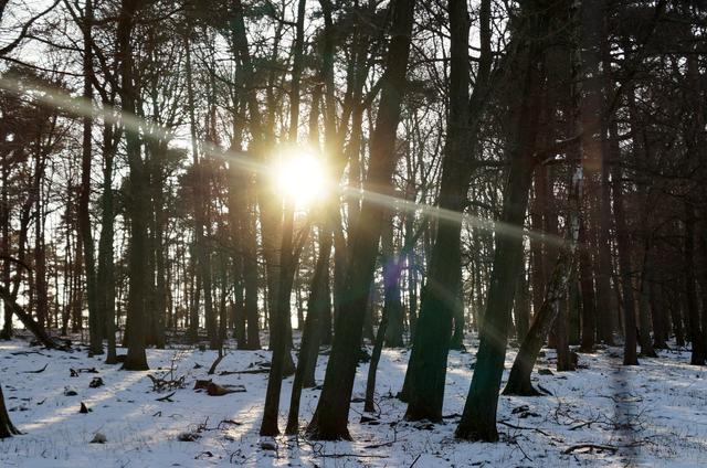 Lindemannsruhe, 21.1.2017