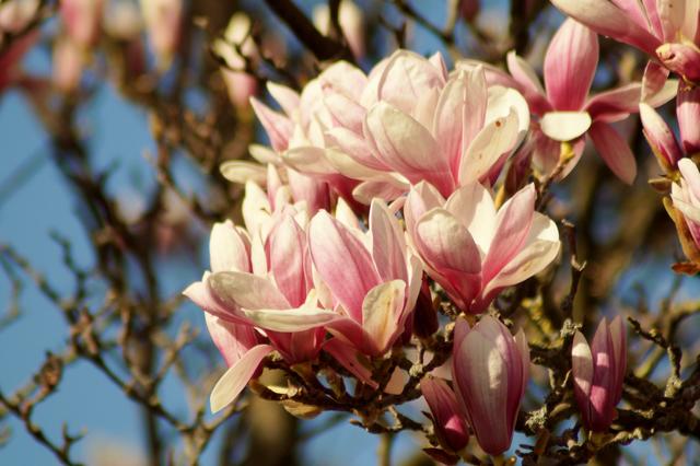 Magnolienblüte  Zoo Heidelberg, 21.3.2019