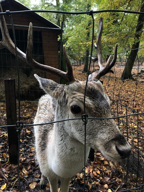 Tierpark Hambrücken 2018 | Foto: Sarah Dahl