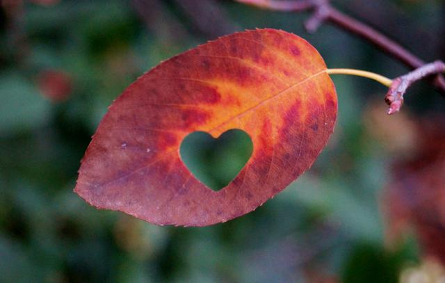 von mir gelochtes Blatt der Felsenbirne in meinem Garten, 31.10.2018