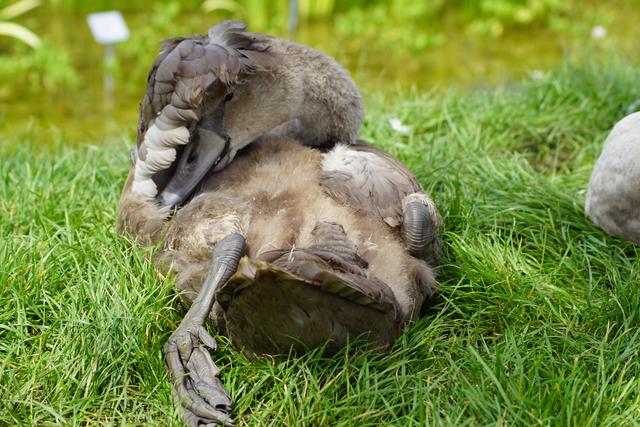 Schwänchen beim Putzen, Bundesgartenschau Heilbronn 19.8.2019
