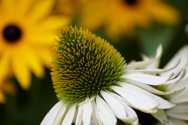 Sonnenhut trifft Sonnenblumen, Bundesgartenschau Heilbronn 19.8.2019