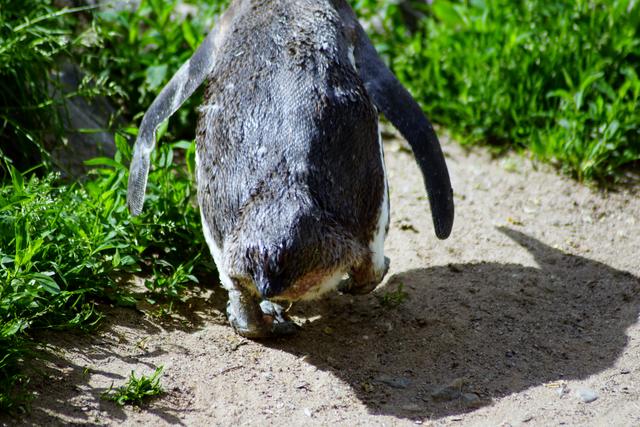 Pinguin, Zoo Landau 31.5.2019