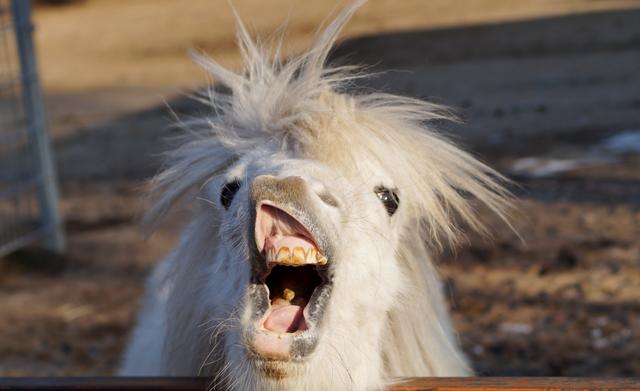 Pony, Tierpark Birkenheide, 9.4.2019