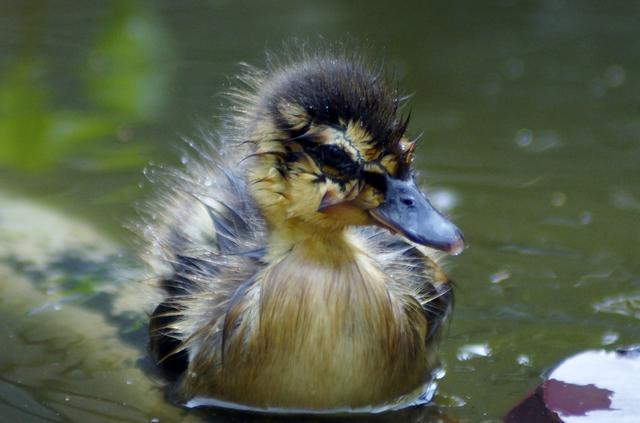 verirrtes Entenküken in meinem Gartenteich, 22.4.2019