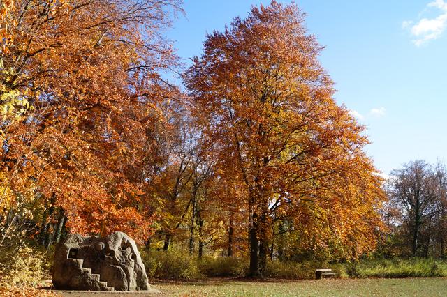 Stadtwald Grünstadt, 11.11.2018