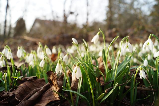 Blumen Erlebnislandschaft Erdekaut, 21.2.2019 
