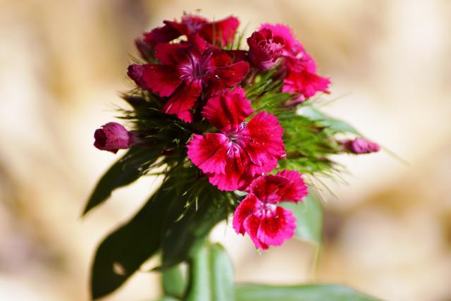 Blumen Wormser Tierpark, 5.6.2019 