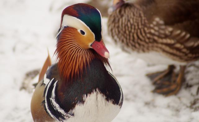 Mandarinente im Schnee, Luisenpark Mannheim, 15.2.2018