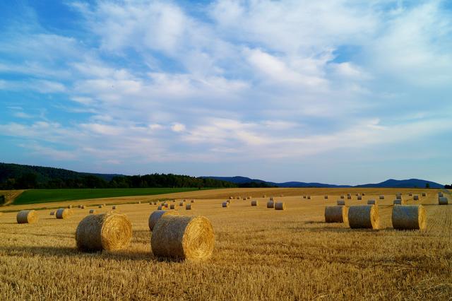 Heuballen Nackterhof, 19.7.2018