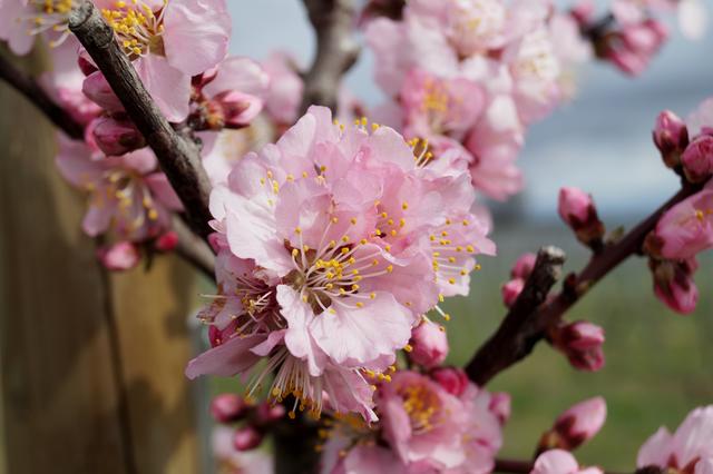 Mandelblüte Gimmeldingen, 17.3.2019
