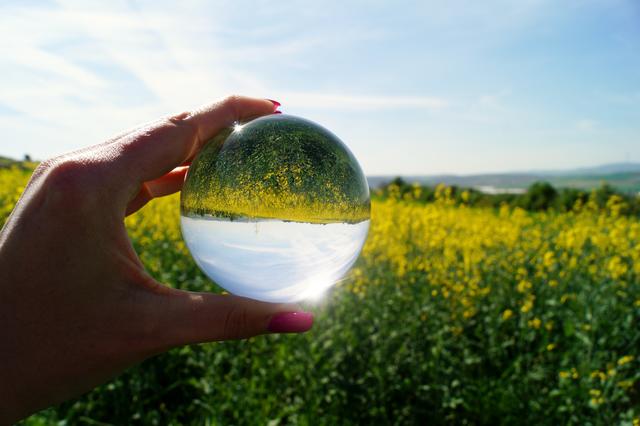 Ginster durch die Glaskugel, Berg Grünstadt, 24.4.2018