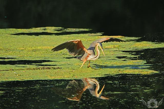 Der Purpurreiher. Bestand in Deutschland 10 – 27 Brutpaare
Juni