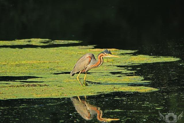 Der Purpurreiher. Bestand in Deutschland 10 – 27 Brutpaare
Juni