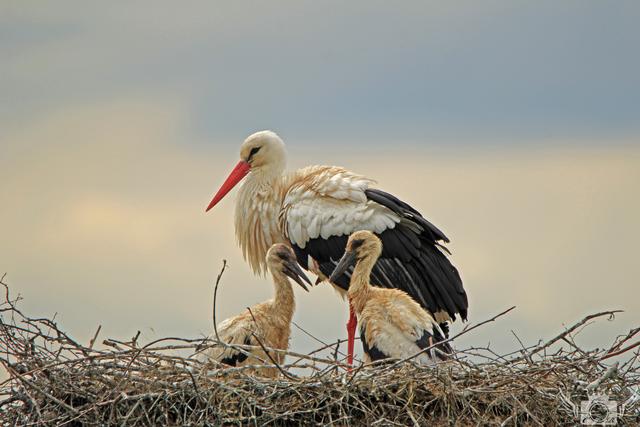 Storchen Mama mit seinen Babys
Mai