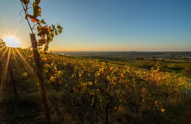 Südpfalz - Oktober