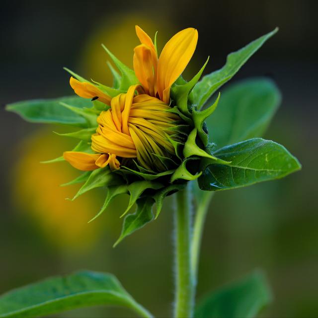 Eine wunderschöne ungeschlosse Sommerblume - Weilerbach 