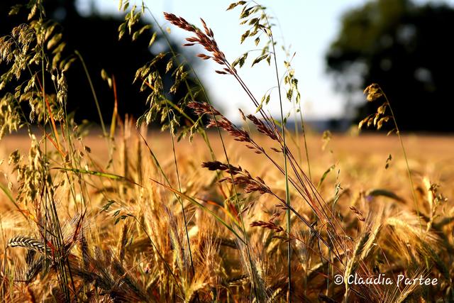 Kornfeld im Sommer im Landkreis Kaiserslautern 