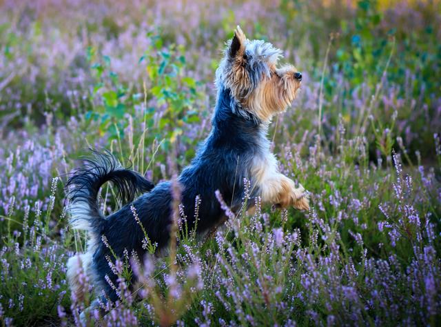 Superior Bobby in der Mehlinger Heide 