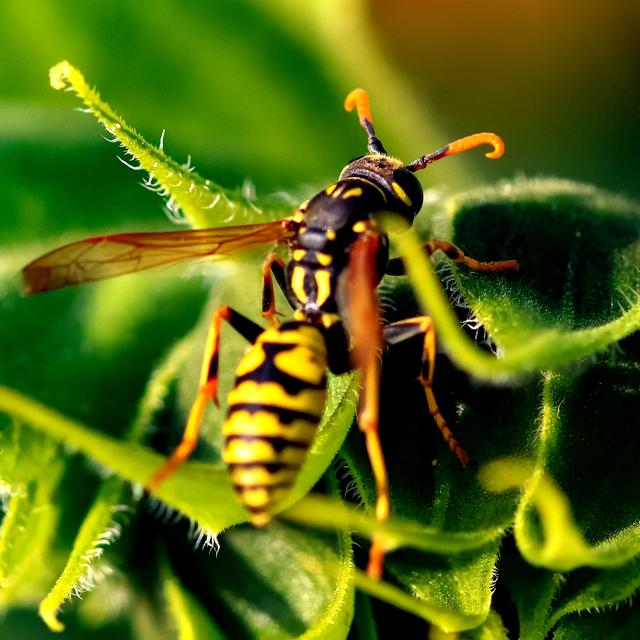 Eine Gallische Wespe gesehen im Pfälzer Wald 