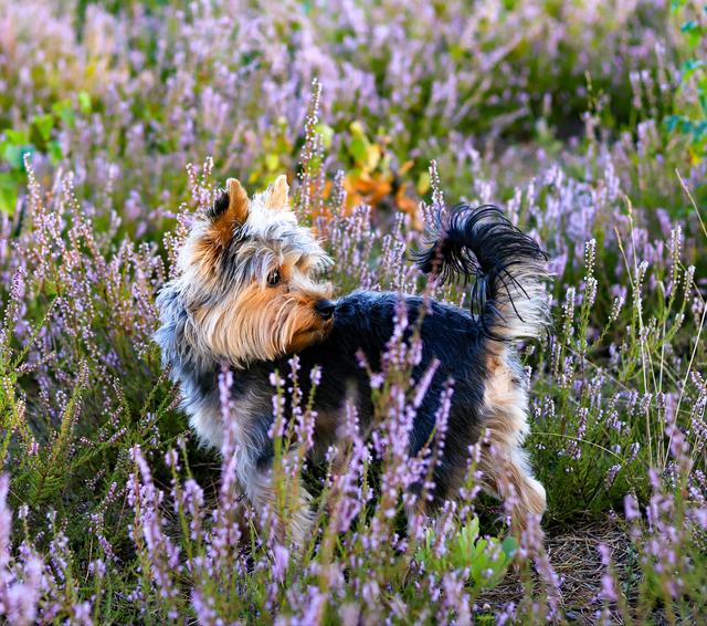 Yorky Bobby in der Mehlinger Heide 