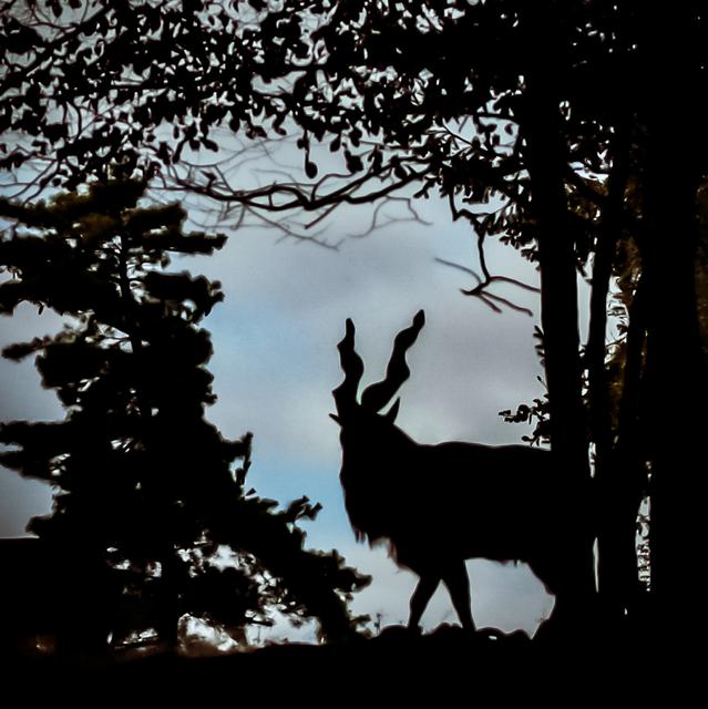 Asiatische Schraubenziege im Wildpark Potzberg  