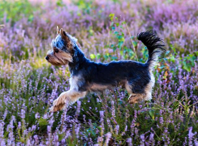 Die Mehlinger Heide verleiht Flügel 