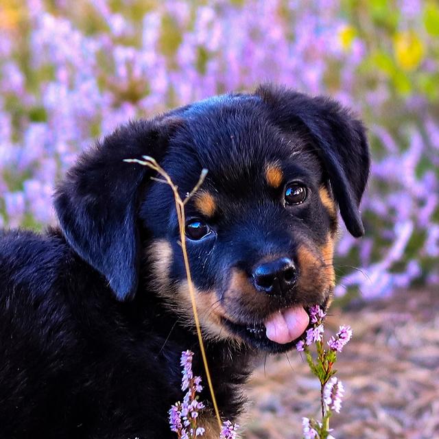Liebe Grüße von dem Rottweilermädchen Bailey mitten in der Mehlinger Heide 
