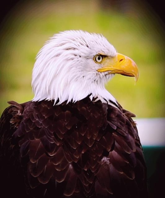 Weisskopfseeadler hat alles im Blick 