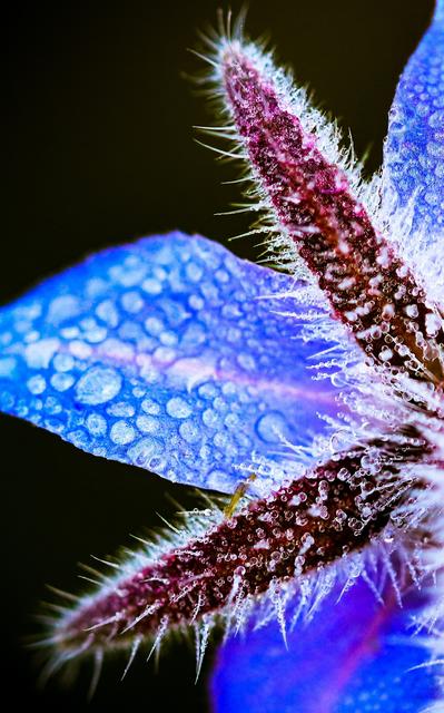 Morgentau auf einer Wildblumenwiese in Weilerbach 