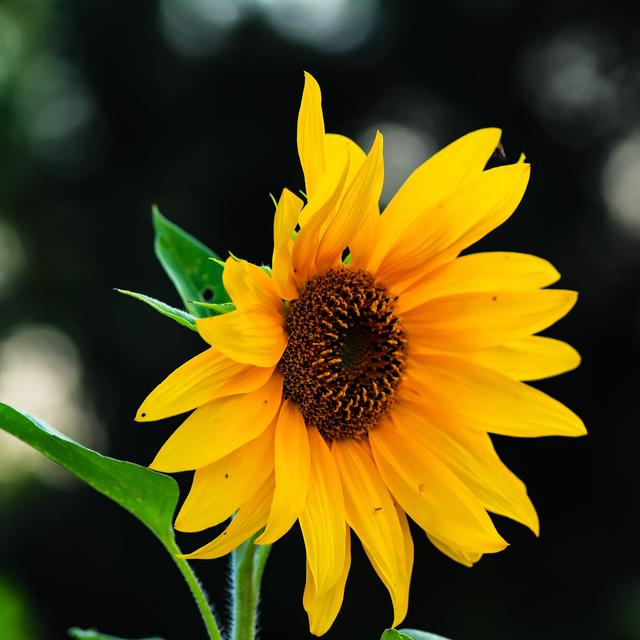 Sonnenblume Weilerbach 