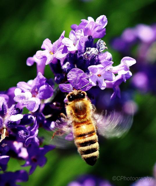 Auf Pollensuche im Landkreis Kaiserslautern 