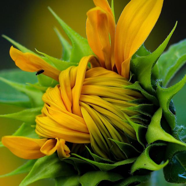 Eine fast geöffnete Sonnenblume auf einer Wildblumenwiese nähe Weilerbach 