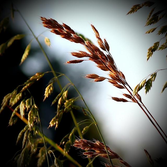 Kornfeld in Ramstein 