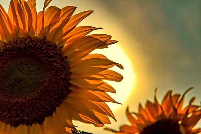 Sonne küsst Sonnenblumen im Landkreis Kaiserslautern 