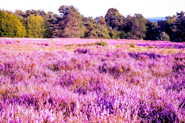 Die Mehlinger Heide im August 