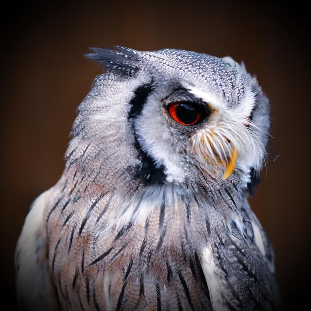 Ein stolzer Kautz im Wildpark Potzberg  
