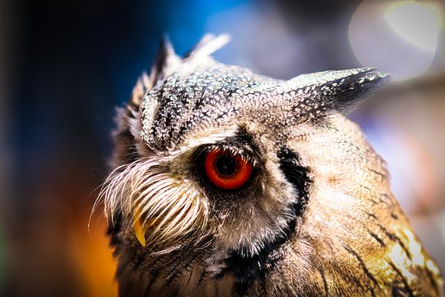 Schäuzchen Käuzchen im Wildpark Potzberg 