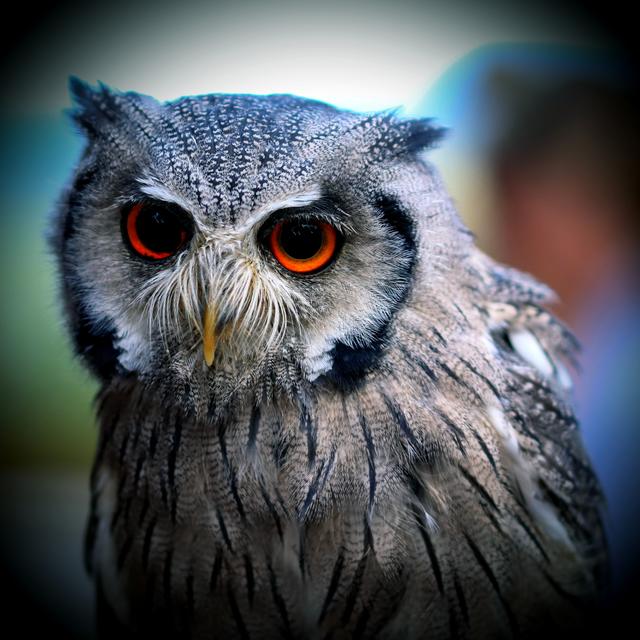 Diese Augen gesehen im Wildpark Potzberg 