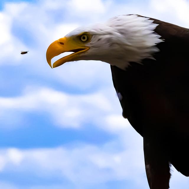 Biene gegen Weisskopfseeadler - ich nenne es David gegen Goliath im Wildpark Potzberg 