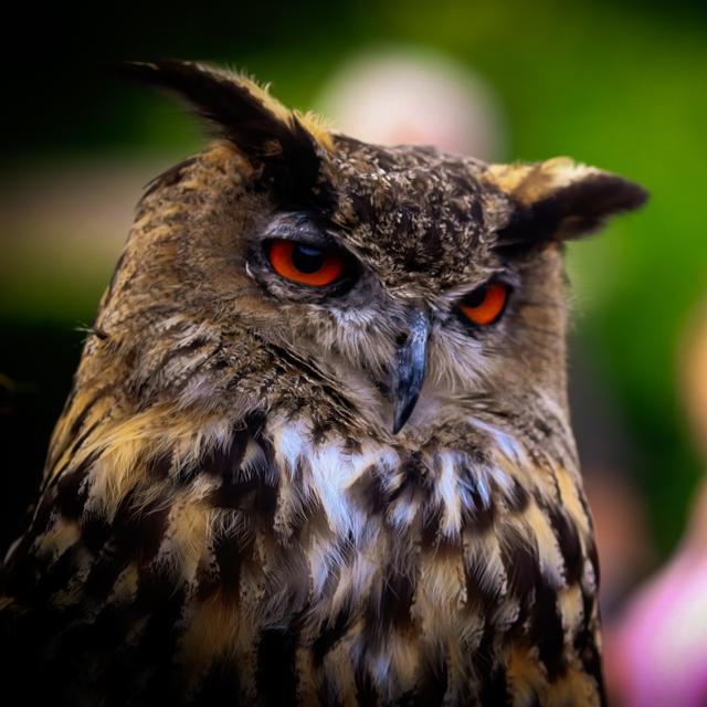 Bubu die Eule im Wildpark Potzberg 