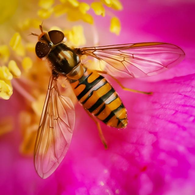 Schwebefliege auf einer tollen Blüte in Ramstein 