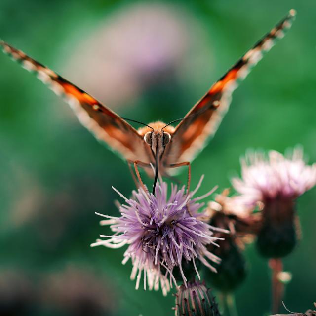 Ein Distelschmetterling in Landstuhl 