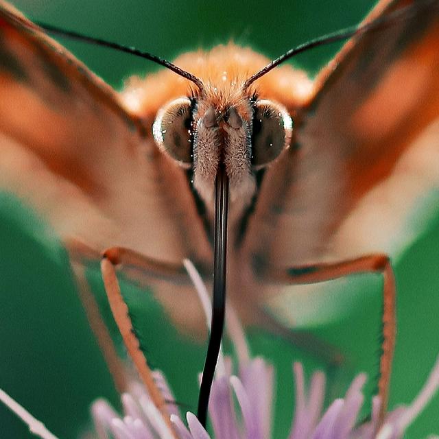 Nahaufnahmen eines Distelschmetterling in Ramstein 