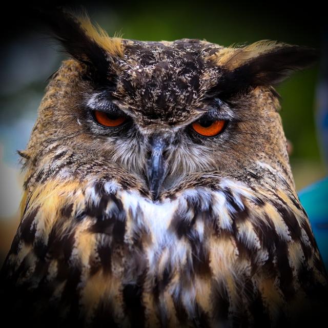 Bubu mit dem tollen Blick im Wildpark Potzberg 